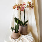 Kolibri Home | Bali sierpot - Sand - Ø9cm by Kolibri Company