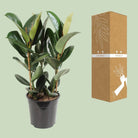 Ficus Elastica Robusta - Ø27cm - ↕85cm by MEERgroothandel Planten