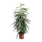 Ficus binnendijkii „Alii“ | [P17-H50] von MEERgroothandel Planten