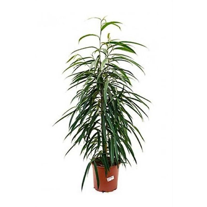 Ficus binnendijkii „Alii“ | [P17-H50] von MEERgroothandel Planten