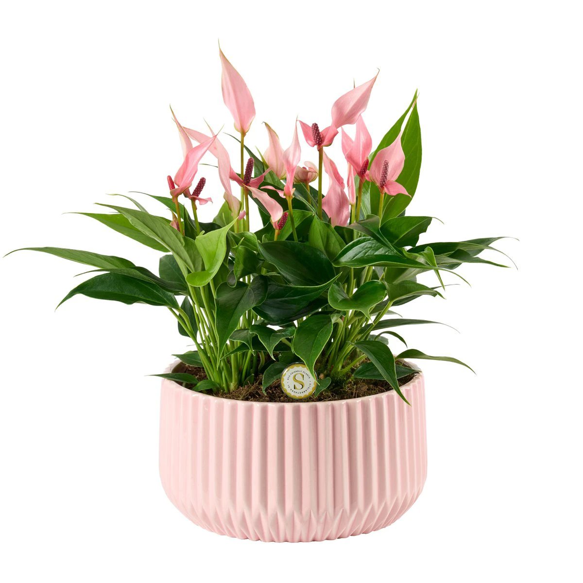 Madeira Pink met Table Lilli by Blooming Luxury