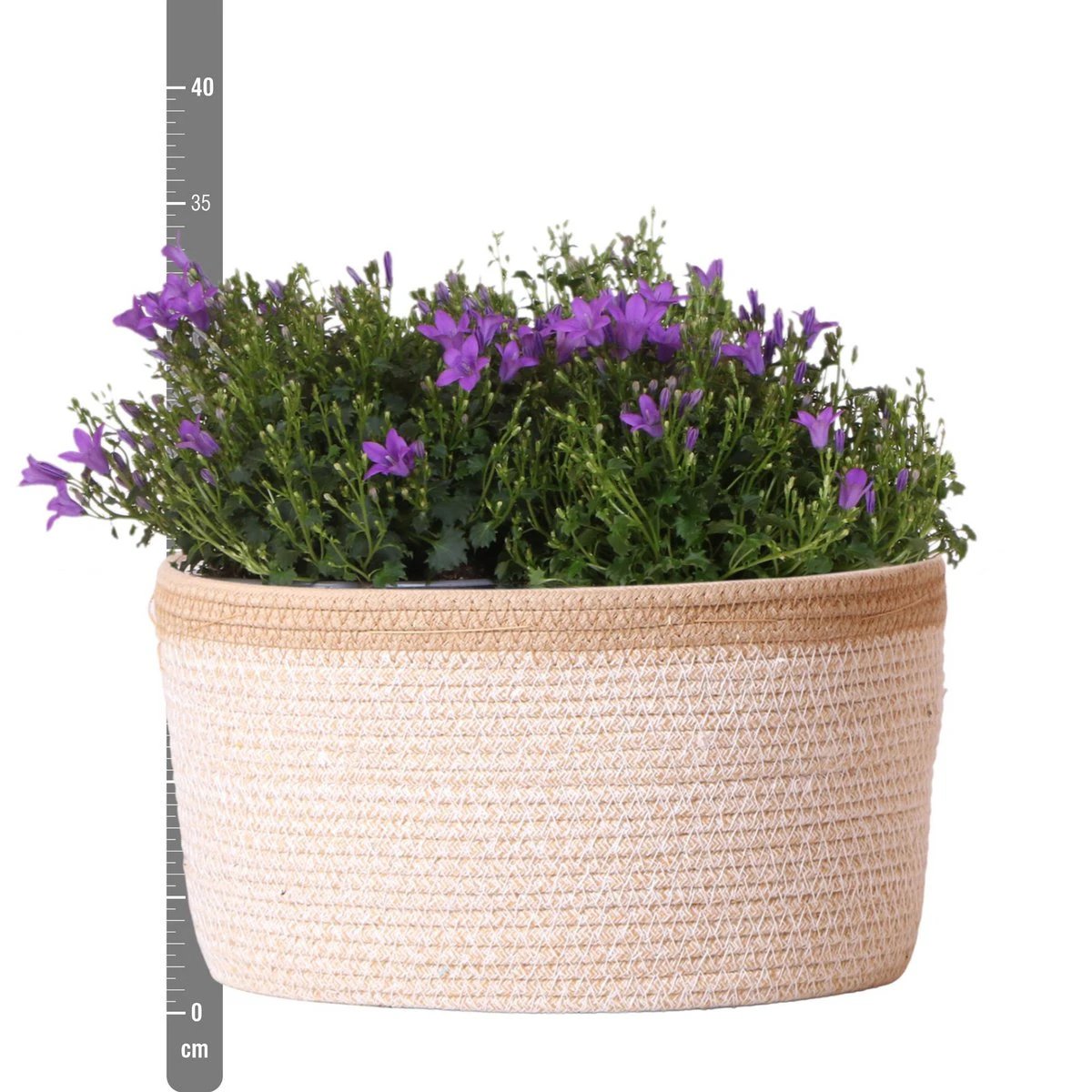 Campanula Addenda Ambella Intensiv-Violett – Baumwollübertopf mit Campanula mit Bewässerungssystem – 3 Stück – Glockenblume violett – Topfgröße 12 cm – für innen & außen von Kolibri Company