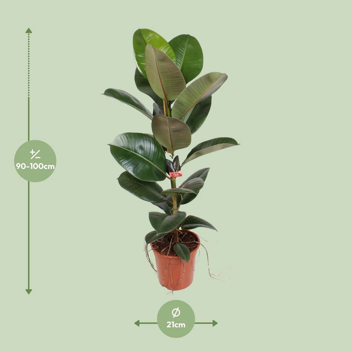 Fikus Elastike Robasta ౨౧ CM | [Prof. ౯౫] von MEERgroothandel Planten