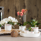 Kolibri Home | To the moon and back sierpot - Ø6cm by Kolibri Company