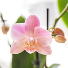 Kolibri Orchids I COMBI DEAL of 2 old pink Phalaenopsis orchids - Treviso - pot size Ø12cm | flowering houseplant - fresh from the grower by Kolibri Company