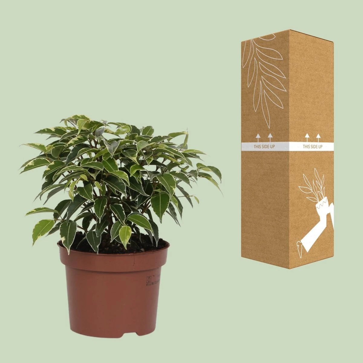 Ficus Benjamina Kinky | [P12-H20] von MEERgroothandel Planten