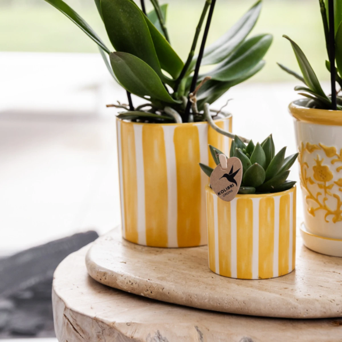 Hummingbird Company | Gift set Mediterranean Sunset | Plant set with white Phalaenopsis Orchid Lausanne and Succulents incl. ceramic decorative pots by Kolibri Company