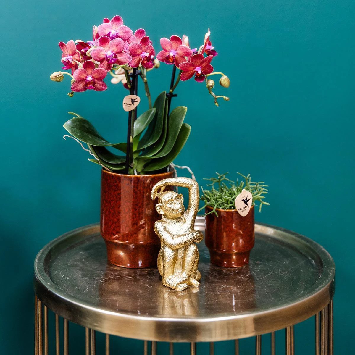 Kolibri Orchids | rote Phalaenopsis-Orchidee – Congo + Classy Red – Topfgröße Ø9 cm | blühende Zimmerpflanze – frisch vom Züchter von Kolibri Company