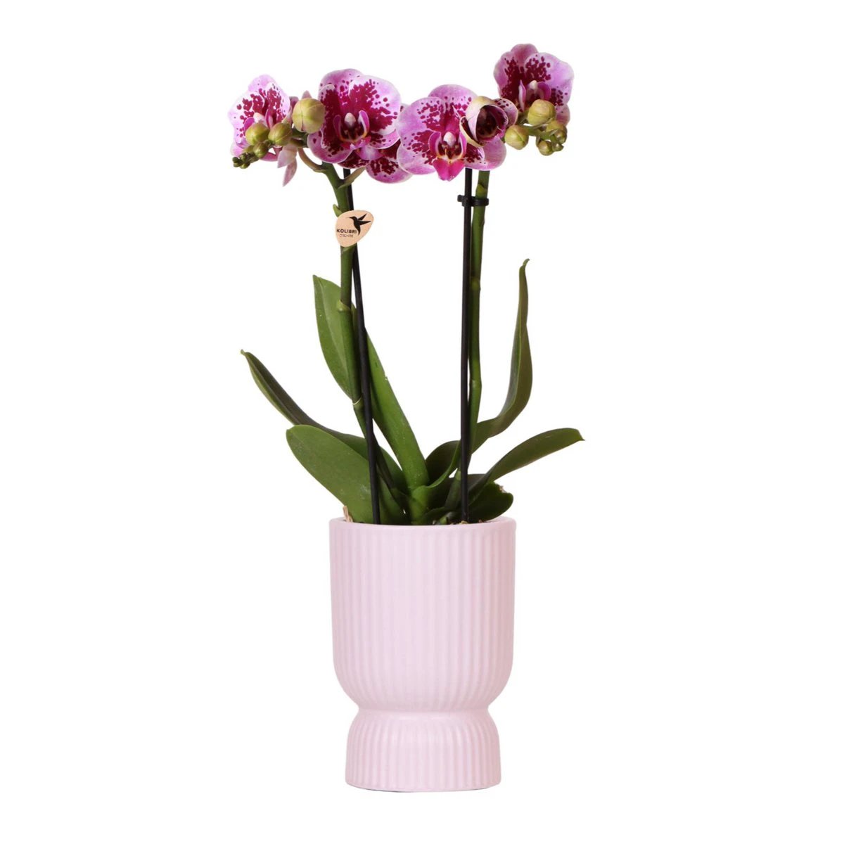 Hummingbird Orchids | Pink purple phalaenopsis orchid - El Salvador + Diabolo pink - pot size Ø9cm | flowering houseplant - fresh from the grower by Kolibri Company