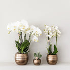 Hummingbird Orchids | Yellow red phalaenopsis orchid - Spain + Bee pot - pot size Ø9cm | flowering houseplant - fresh from the grower by Kolibri Company