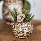 Hummingbird Home | Safari pot - 12 - Ø12cm by Kolibri Company
