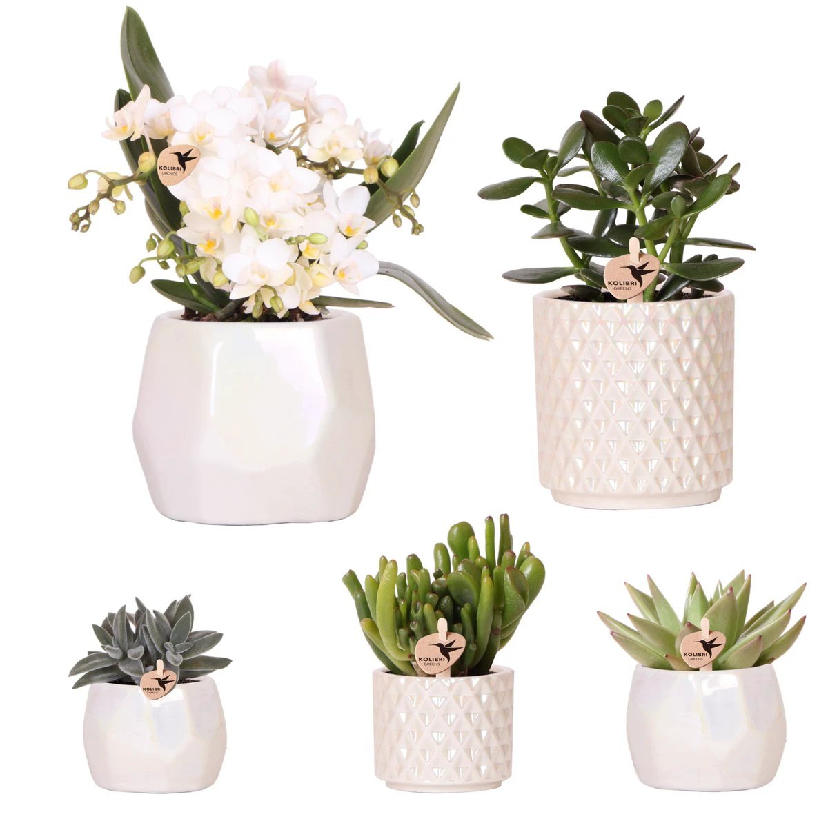 Hummingbird Company | Set of plants + decorative pots for table decoration dinner - pot size Ø9cm & Ø6cm | flowering houseplants - fresh from the grower by Kolibri Company
