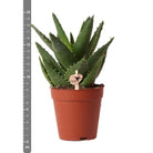 Kolibri Greens | Green Plant - Succulent Aloe Brevolia pot size Ø9cm | green houseplant - fresh from the grower by Kolibri Company