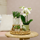 Hummingbird Company | Gift set Love white| Plant set with white Phalaenopsis Orchid and Succulents incl. ceramic decorative pots by Kolibri Company