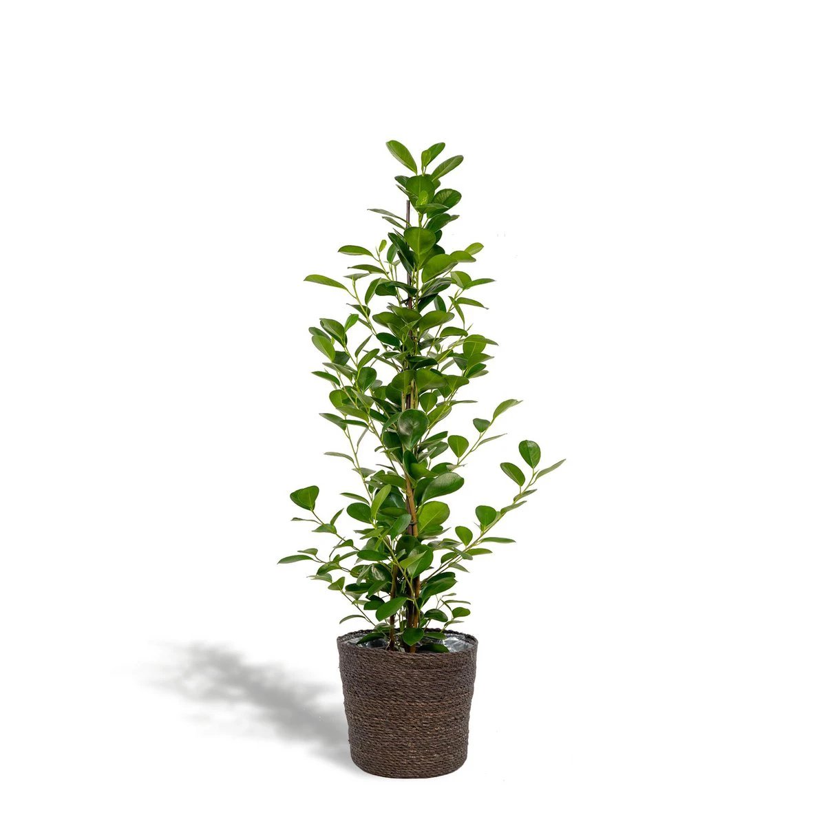 Ficus microcarpa Moclame - ↨95cm - Ø21cm + Korb Igmar von MEERgroothandel Planten