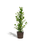 Ficus microcarpa Moclame - ↨95cm - Ø21cm + Korb Igmar von MEERgroothandel Planten