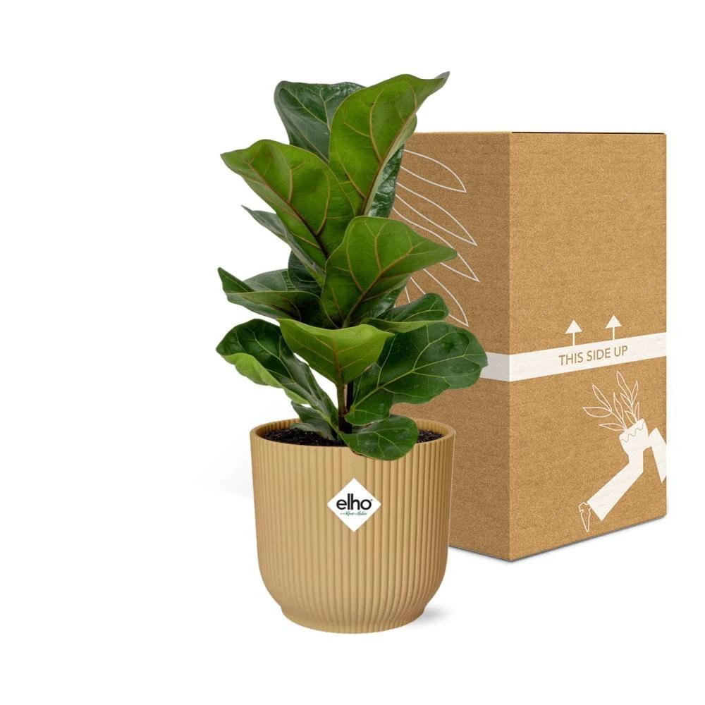 Ficus Lyrata „Bambino“ im ELHO Vibes Fold 14 cm gelb von MEERgroothandel Planten
