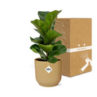 Ficus Lyrata „Bambino“ im ELHO Vibes Fold 14 cm gelb von MEERgroothandel Planten