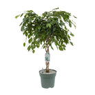 Ficus Adora / Exotica [P27-H120] von MEERgroothandel Planten