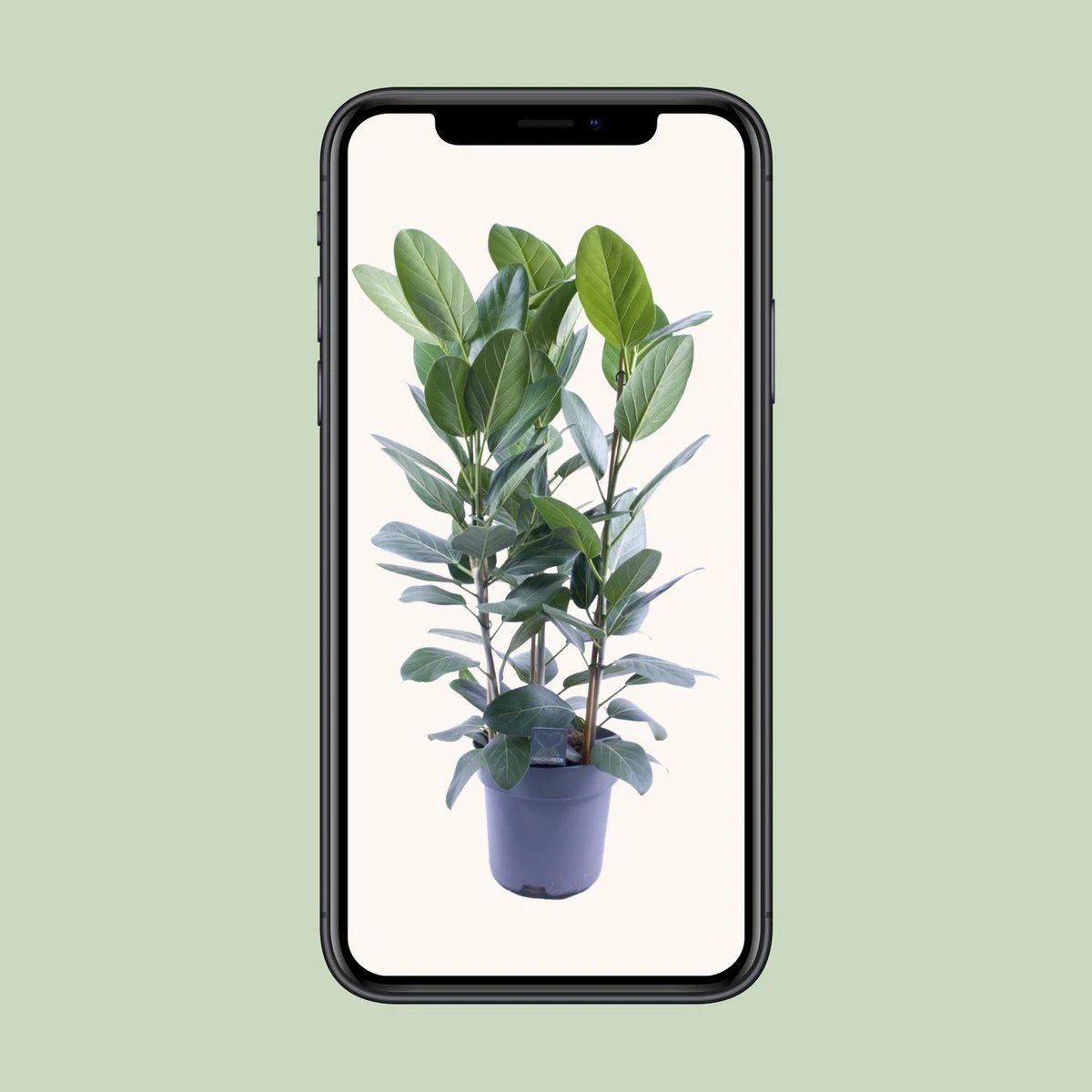 Ficus Audrey Tuft 3 cuttings - Ø27cm - ↕105cm by MEERgroothandel Planten