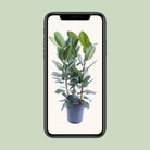 Ficus Audrey Tuft 3 cuttings - Ø27cm - ↕105cm by MEERgroothandel Planten