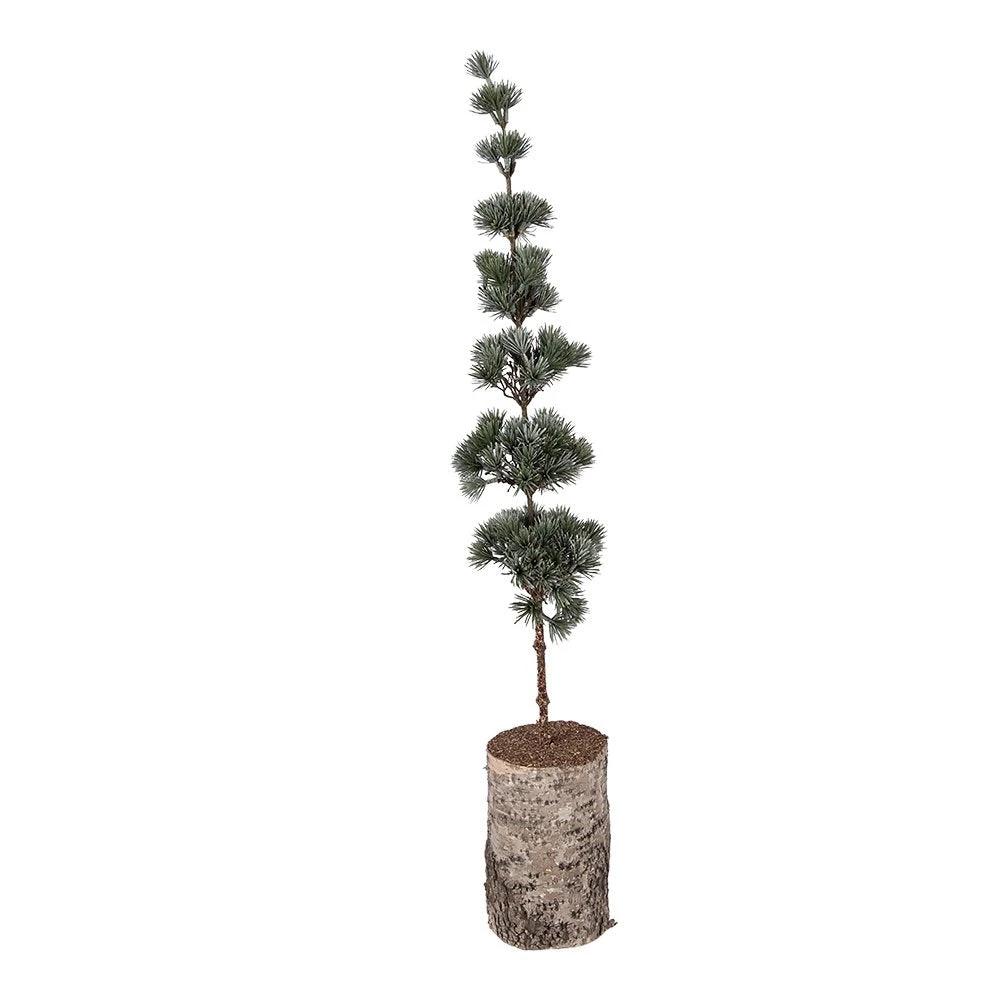 Mini Artificial Christmas Tree 15x15x80 cm Green Wood by Clayre & Eef.