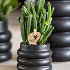 Kolibri Greens | Green Plant - Succulent Crassula Hobbit Pot size Ø6cm | green houseplant - fresh from the grower by Kolibri Company
