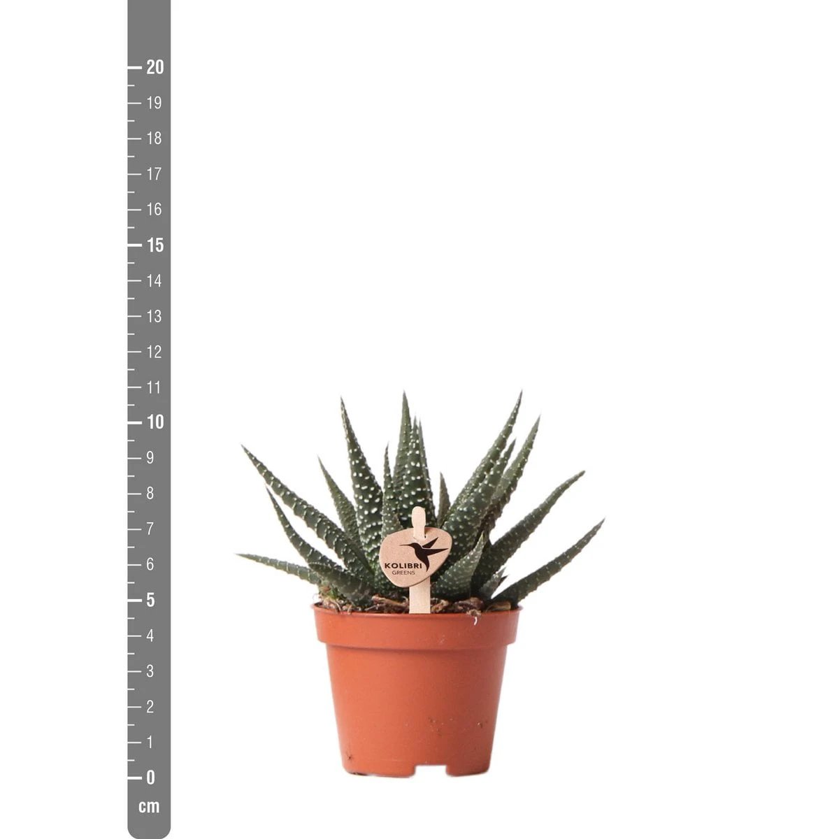 Kolibri Greens | Green Plant - Succulent Haworthia Royal Highnness Pot size Ø6cm | green houseplant - fresh from the grower by Kolibri Company