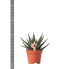 Kolibri Greens | Green Plant - Succulent Haworthia Royal Highnness Pot size Ø6cm | green houseplant - fresh from the grower by Kolibri Company
