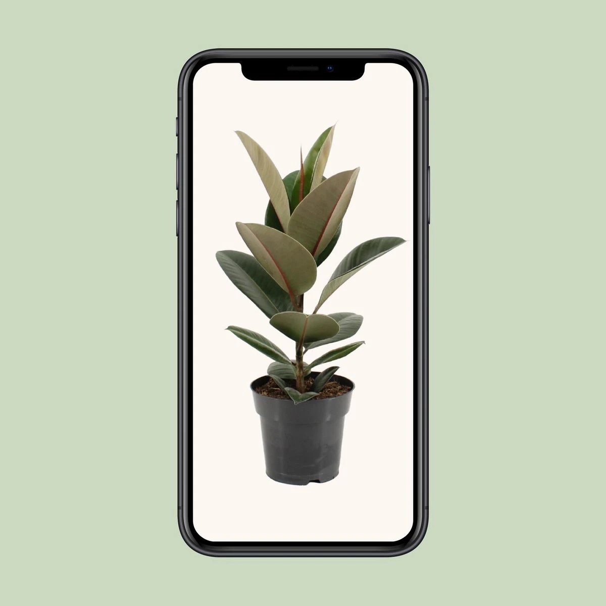 Ficus sturdy elastic - Ø17cm - ↕55cm by MEERgroothandel Planten