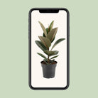 Ficus sturdy elastic - Ø17cm - ↕55cm by MEERgroothandel Planten