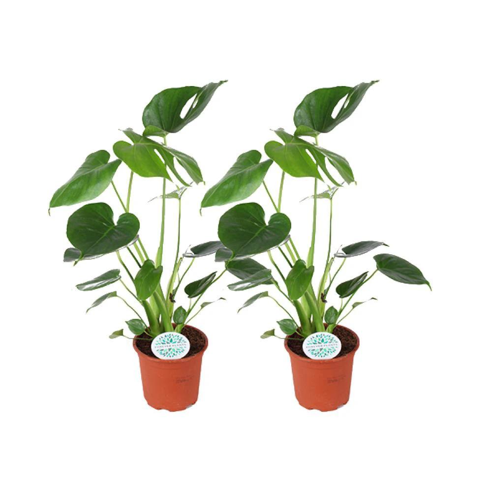 Monstera Deliciosa - 2 stuks - Ø14cm - ↕45cm by MEERgroothandel Planten