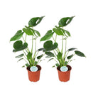 Monstera Deliciosa - 2 stuks - Ø14cm - ↕45cm by MEERgroothandel Planten