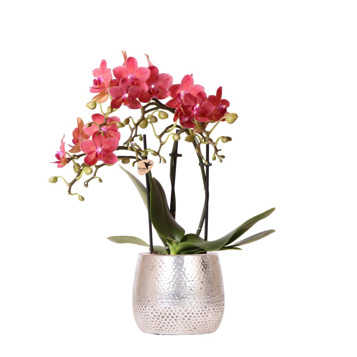 Colibr Orchids | red Phalaenopsis orchid – Congo + Elite pot silver – pot measure Ø9cm | blooming room plant in flower pot - fresh from the grower by Kolibri Company