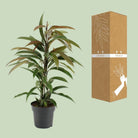 Ficus Binnendijkii Amstel King - Ø17cm - ↕70cm by MEERgroothandel Planten