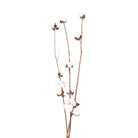 Trockenblumen 80 cm (3) von Clayre & Eef.