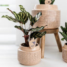 Kolibri Greens | Green Plant - Calathea Makoyana - Green houseplant - Fresh from the grower - Ø9cm by Kolibri Company