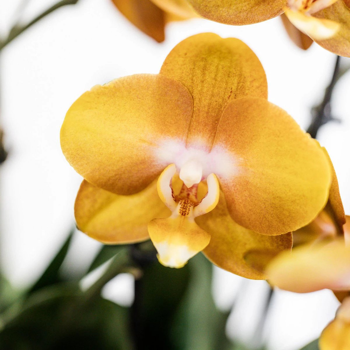 Kolibri Orchids | Orange Orchid Set In Reed Basket incl. Water reservoir | Three Orange Orchids Las Vegas 12cm | Mono Bouquet Orange with self -sufficient water reservoir. by Kolibri Company