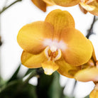Kolibri Orchids | Orange Orchid Set In Reed Basket incl. Water reservoir | Three Orange Orchids Las Vegas 12cm | Mono Bouquet Orange with self -sufficient water reservoir. by Kolibri Company