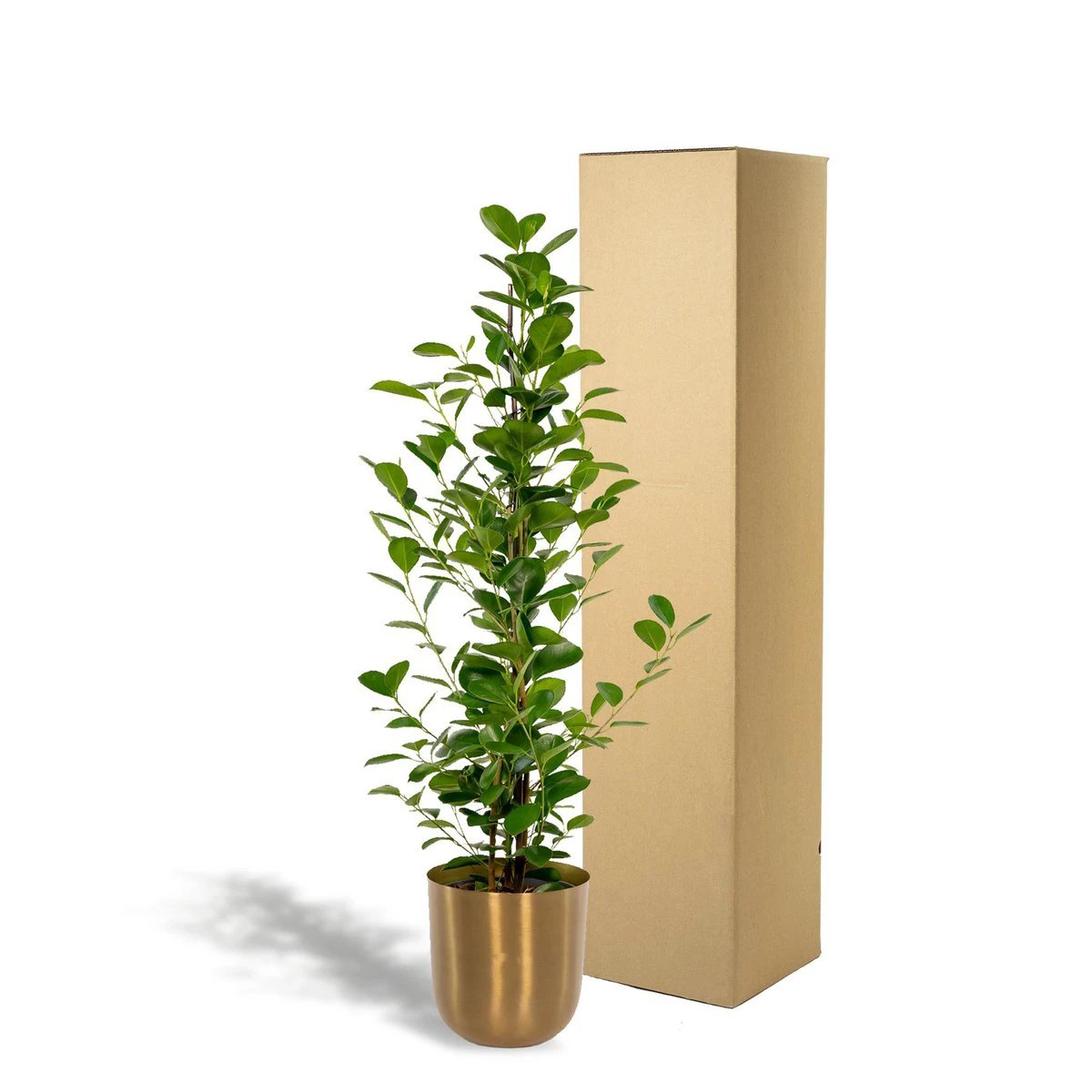 Ficus microcarpa Moclame - ↨95cm - Ø21cm + Topf Mayk Gold von MEERgroothandel Planten