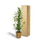 Ficus microcarpa Moclame - ↨95cm - Ø21cm + Topf Mayk Gold von MEERgroothandel Planten