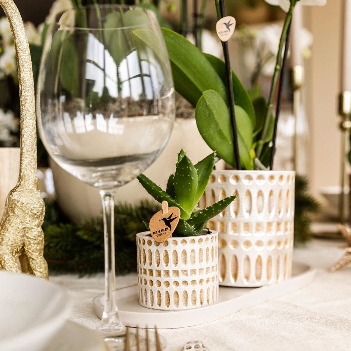 Hummingbird Company | Plantenset Le Chic small | White Phalaenopsis Orchidee Amabilis and Succulent incl. ceramic decorative pots on cream organic dish by Kolibri Company