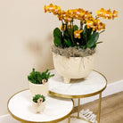 Kolibri Orchids | Orange plant set in Gummy Dish incl. Water reservoir | Three Orange Orchids | Mono Bouquet Orange with self -sufficient water reservoir by Kolibri Company