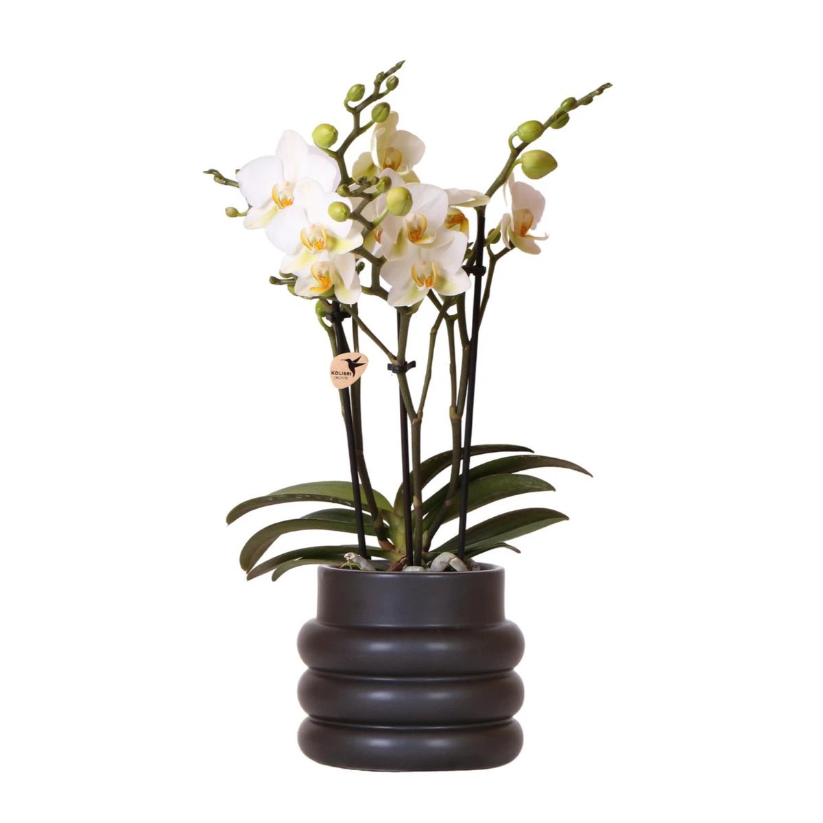 Hummingbird Orchids | White phalaenopsis orchid - Lausanne + Bubble pot black - pot size Ø9cm | flowering houseplant - fresh from the grower by Kolibri Company