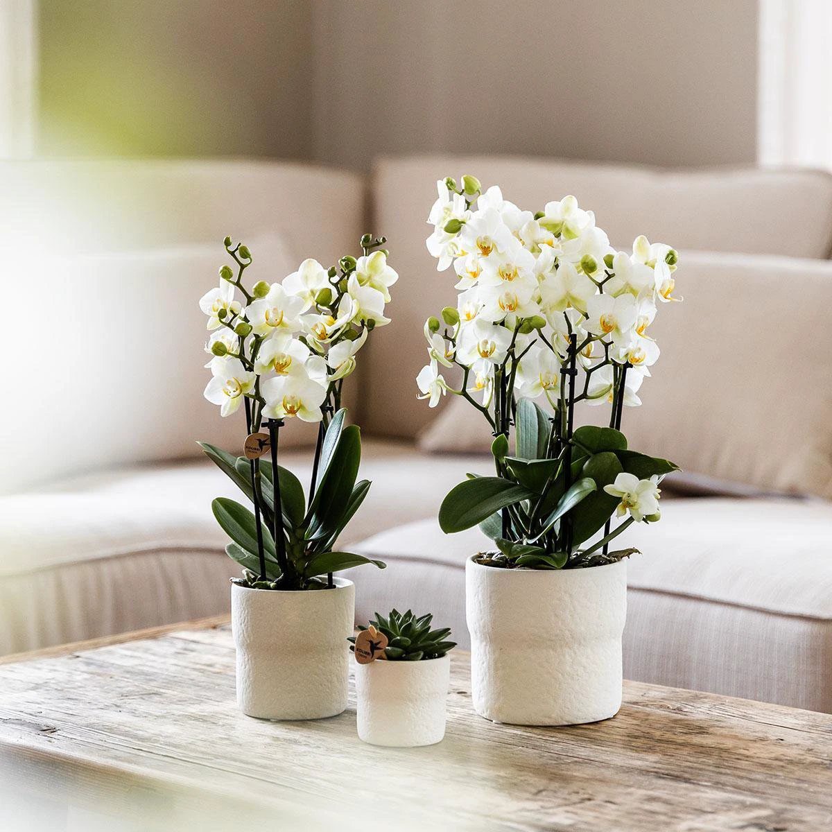 Colibr Orchids | weiße Phalaenopsis-Orchidee – Lausannne-Ausführung Ø12cm | – Wohnzimmerpflanze – frisch vom Züchter von Kolibri Company