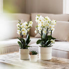 Colibr Orchids | weiße Phalaenopsis-Orchidee – Lausannne-Ausführung Ø12cm | – Wohnzimmerpflanze – frisch vom Züchter von Kolibri Company