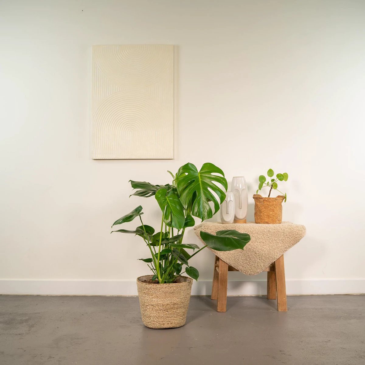 Monstera Deliciosa - ↨80cm - Ø21cm + Mand Selin by MEERgroothandel Planten