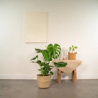 Monstera Deliciosa - ↨80cm - Ø21cm + Mand Selin by MEERgroothandel Planten