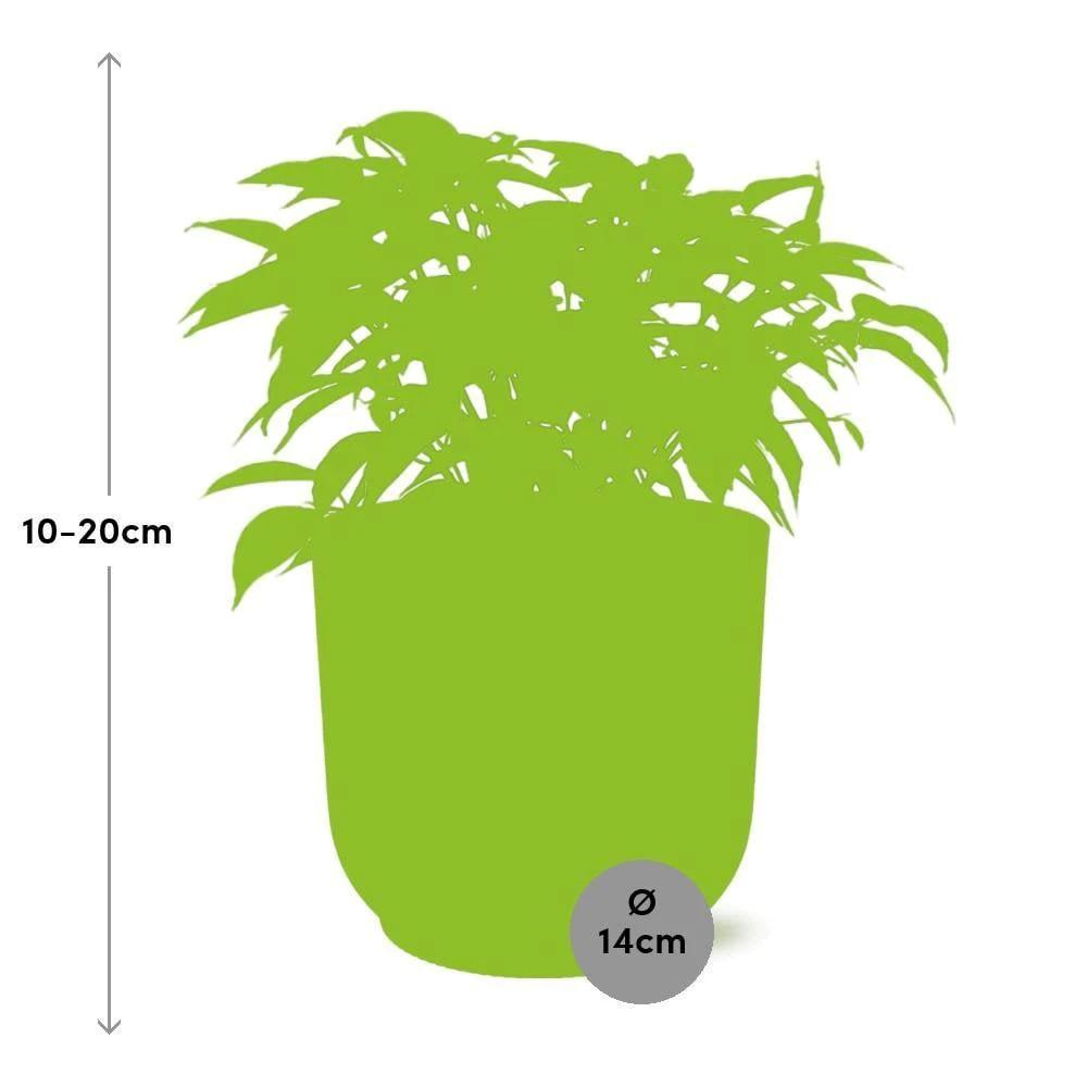 Ficus Benjamina Kinky in ELHO Vibes Fold 14 cm rosa von MEERgroothandel Planten