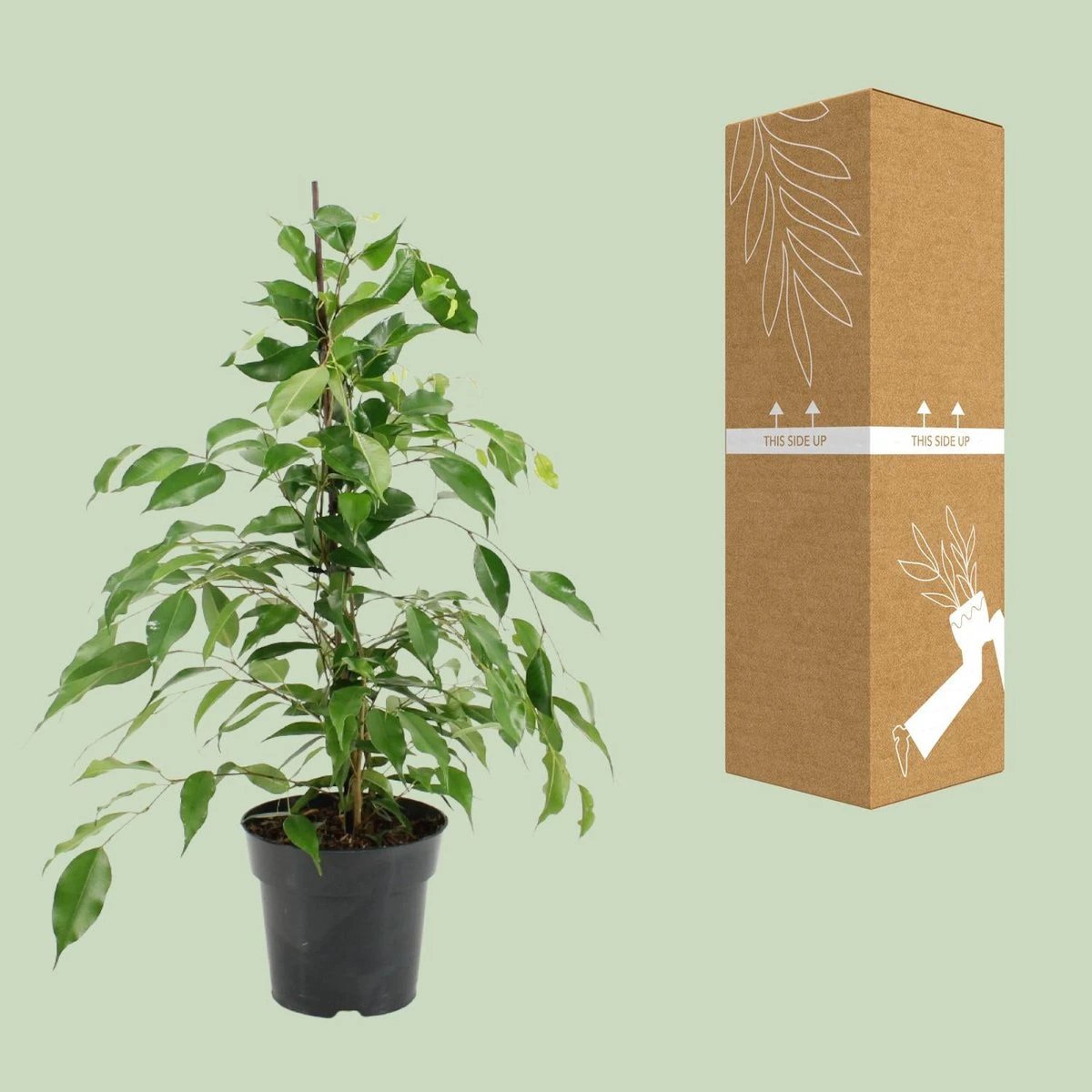 Ficus Benjamina Danita - Ø17cm - ↕70cm von MEERgroothandel Planten